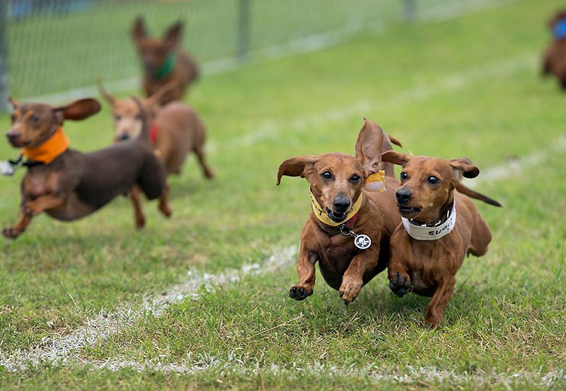 ARC Buda and ARC Kyle Plum Creek join forces to run with the dogs