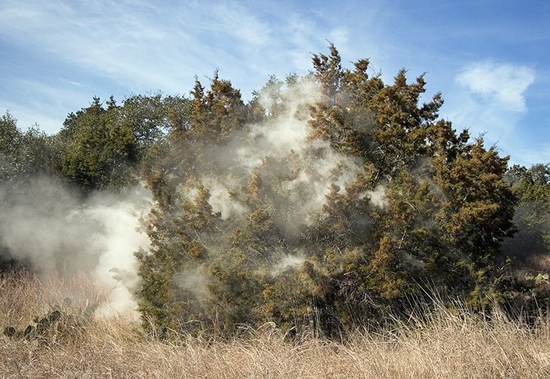 Top ten tips to manage cedar fever